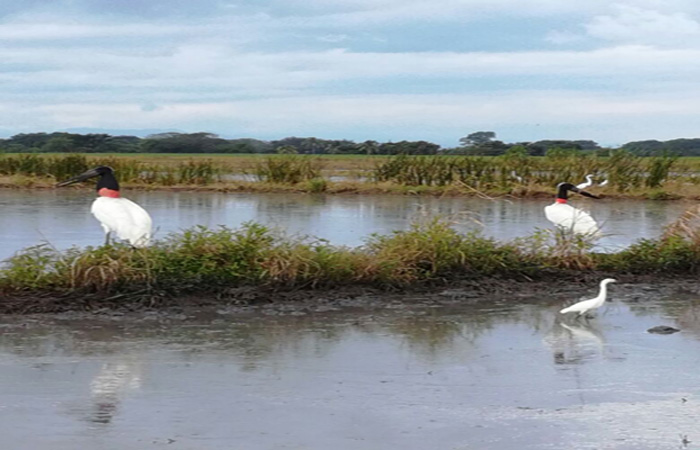 biodiversidad