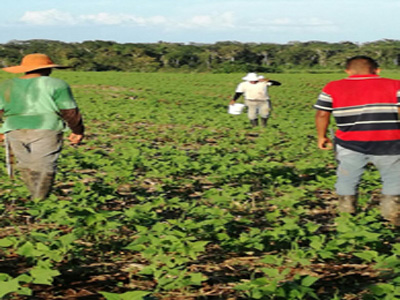 agricultura